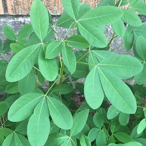 Crotalaria longirostrata unspecified picture