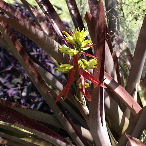 Aechmea emmerichiae unspecified picture