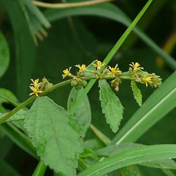 Triumfetta pentandra unspecified picture