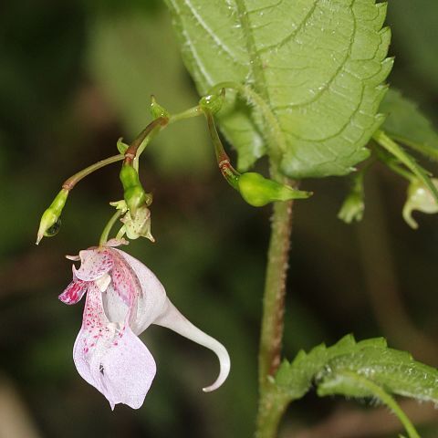 Impatiens hypophylla unspecified picture