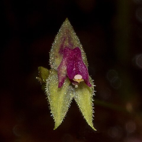 Lepanthes acarina unspecified picture