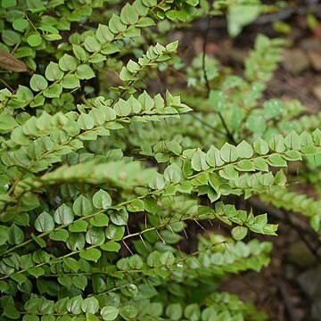 Capparis rotundifolia unspecified picture