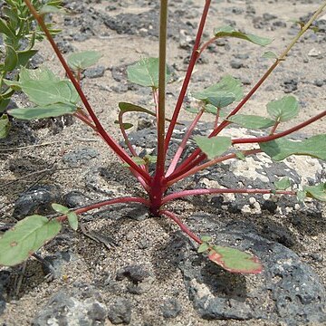 Chylismia scapoidea unspecified picture