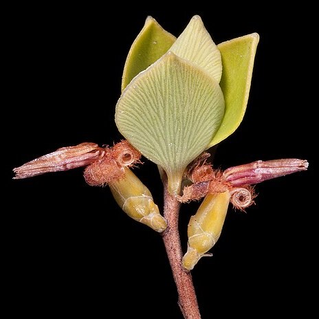 Coleanthera myrtoides unspecified picture