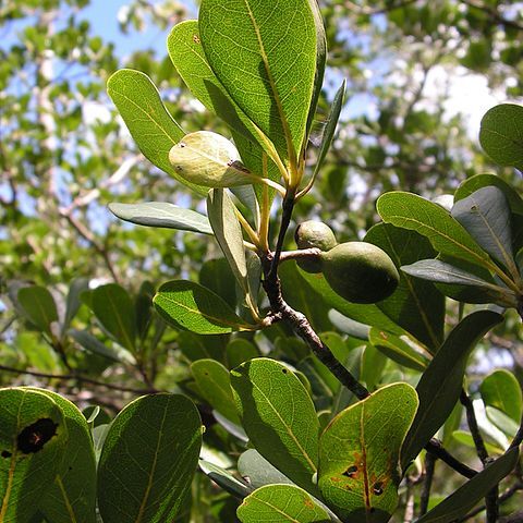 Terminalia tetraphylla unspecified picture