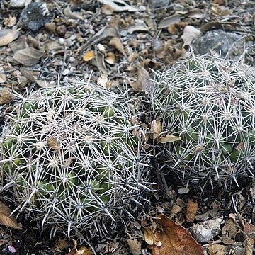 Coryphantha delicata unspecified picture