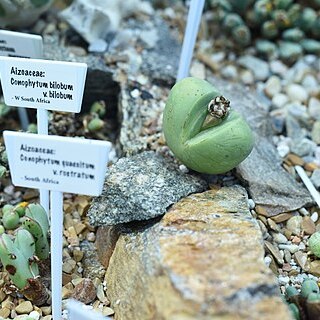 Conophytum bilobum unspecified picture