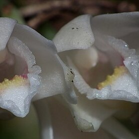 Dendrobium milaniae unspecified picture