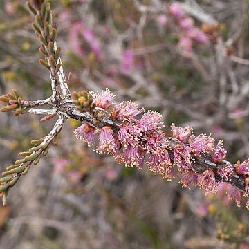 Melaleuca suberosa unspecified picture