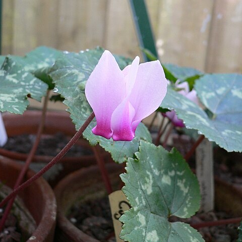 Cyclamen rohlfsianum unspecified picture