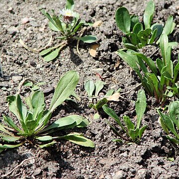 Erigeron aragonensis unspecified picture