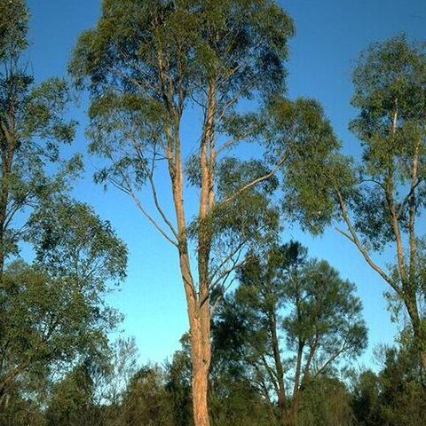 Eucalyptus apothalassica unspecified picture