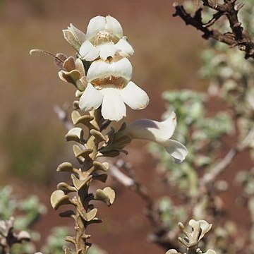 Eremophila rigida unspecified picture