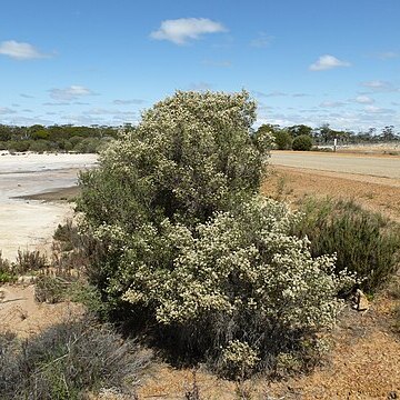 Melaleuca halmaturorum unspecified picture