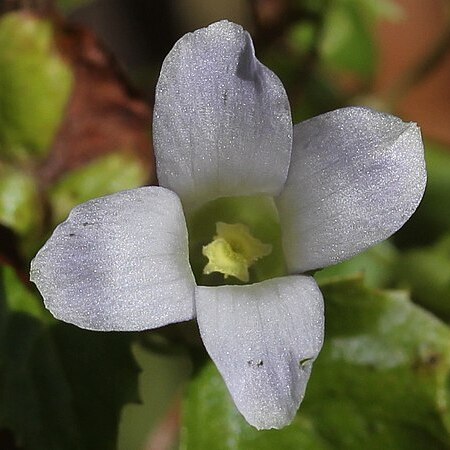 Pterygocalyx volubilis unspecified picture