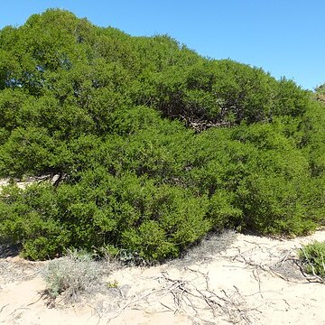 Melaleuca cardiophylla unspecified picture