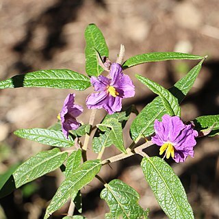 Solanum brownii unspecified picture