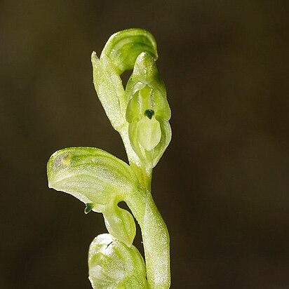 Pterostylis cycnocephala unspecified picture