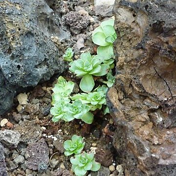 Aeonium dodrantale unspecified picture