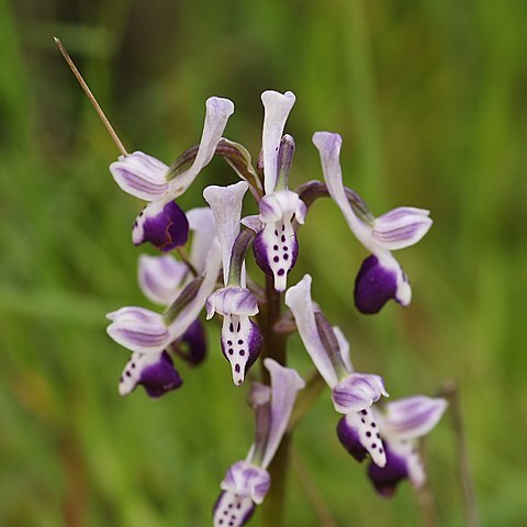 Anacamptis morio subsp. longicornu unspecified picture