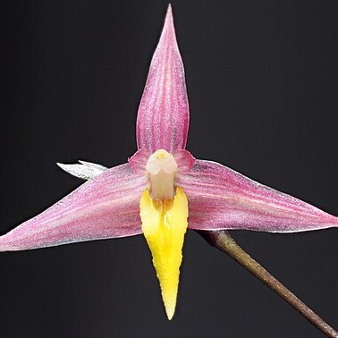 Bulbophyllum andreeae unspecified picture