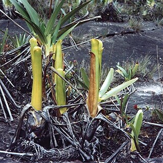 Brocchinia reducta unspecified picture