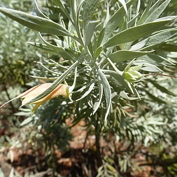 Eremophila pterocarpa unspecified picture