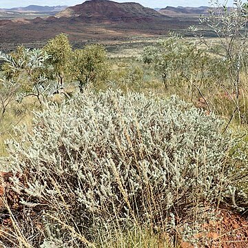 Eremophila jucunda subsp. pulcherrima unspecified picture