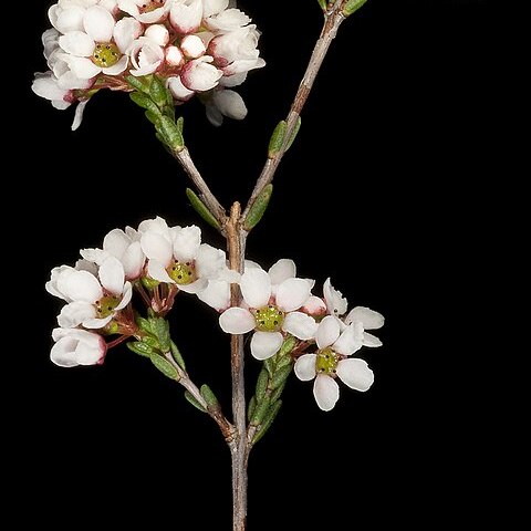 Tetrapora glomerata unspecified picture