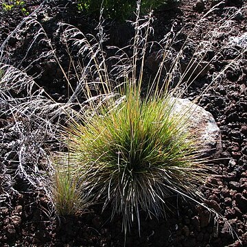 Deschampsia nubigena unspecified picture