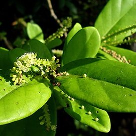 Coccoloba ochreolata unspecified picture