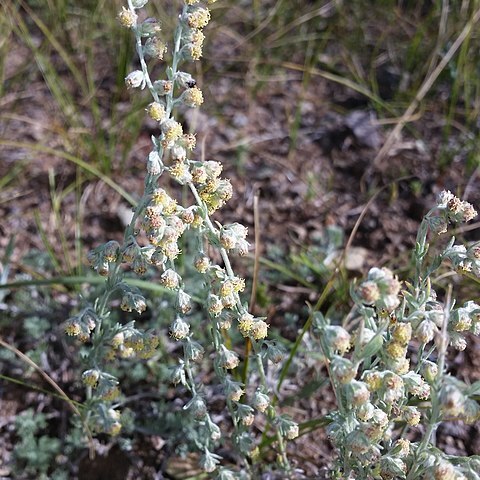 Artemisia macrocephala unspecified picture