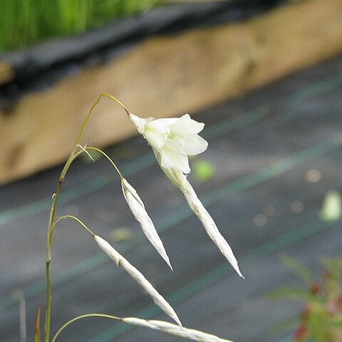 Dierama argyreum unspecified picture