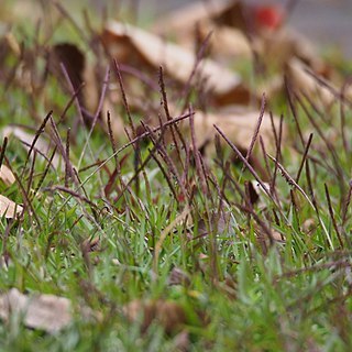 Eremochloa ophiuroides unspecified picture