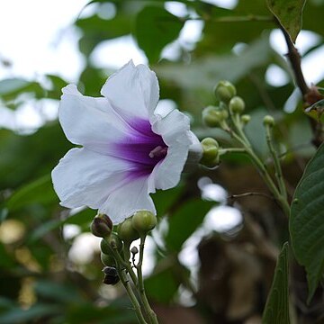 Ipomoea campanulata unspecified picture