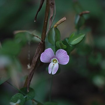 Canscora perfoliata unspecified picture