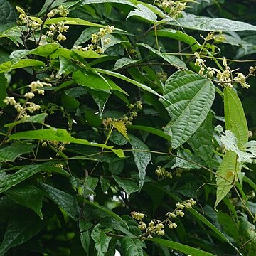 Microcos paniculata unspecified picture