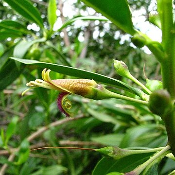 Bontia unspecified picture