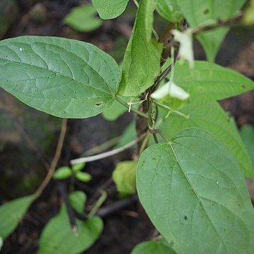 Heterostemma dalzellii unspecified picture