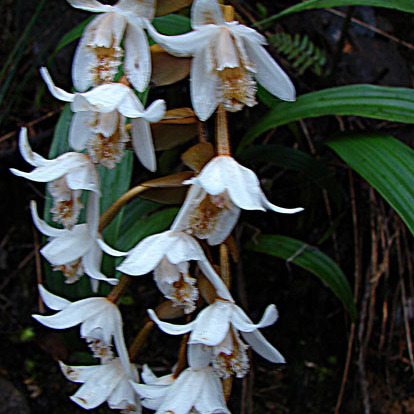 Coelogyne papillosa unspecified picture