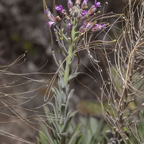 Boechera hoffmannii unspecified picture