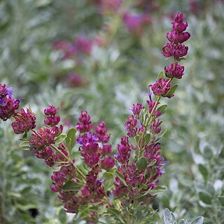 Salvia pachyphylla unspecified picture