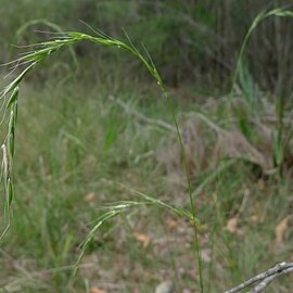 Microlaena stipoides unspecified picture