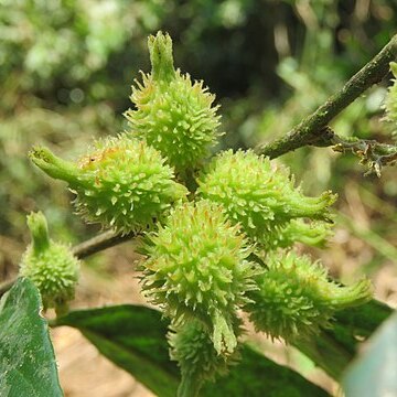 Aporosa bourdillonii unspecified picture