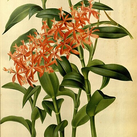 Epidendrum catillus unspecified picture