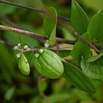 Clematis hedysarifolia unspecified picture