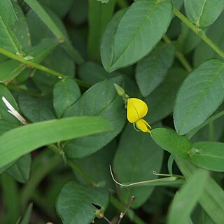 Crotalaria triquetra unspecified picture