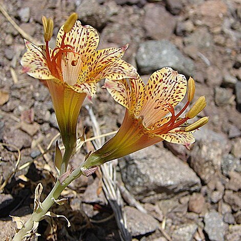 Alstroemeria versicolor unspecified picture