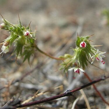 Dodecahema leptoceras unspecified picture