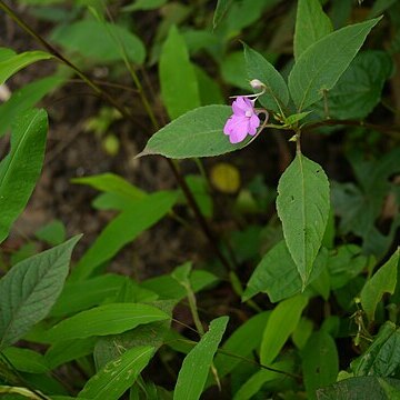 Impatiens pulcherrima unspecified picture